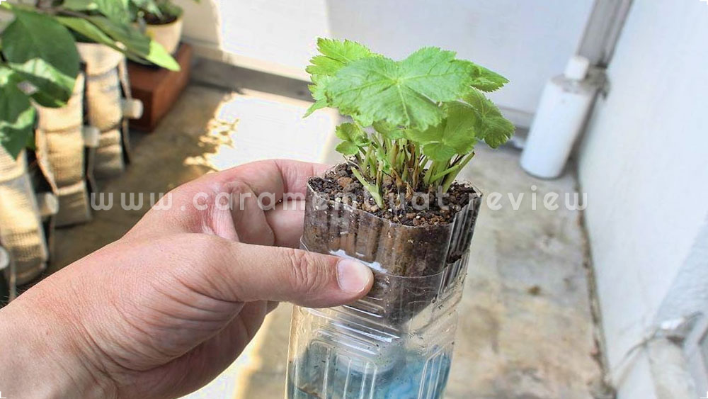 Cara Menanam Hidroponik Dengan Botol Bekas Pastiin