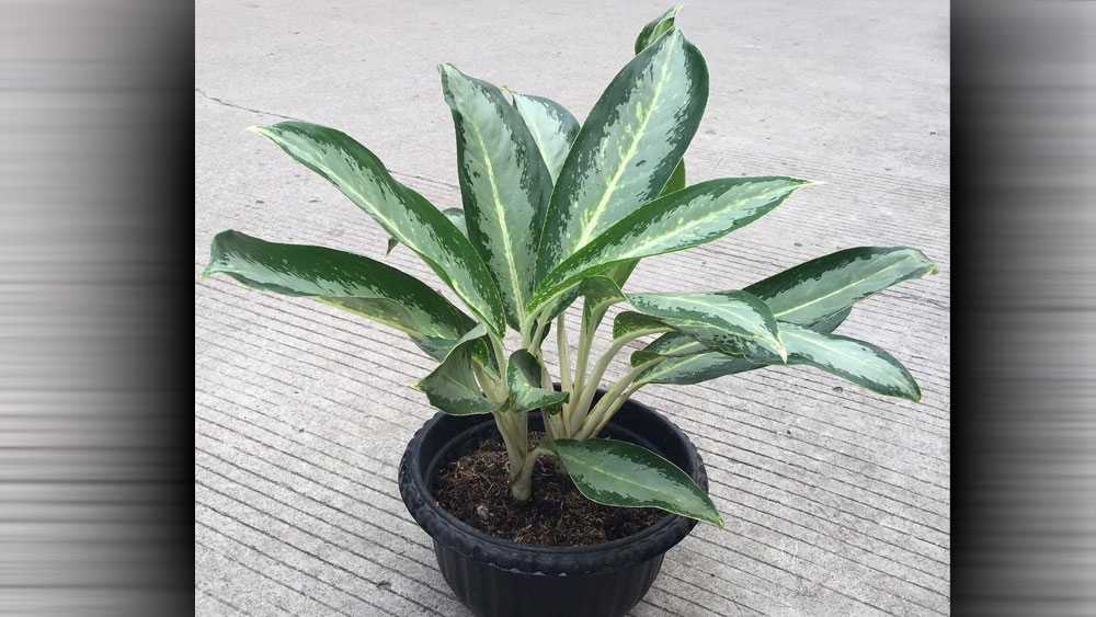 Cara Merawat Tanaman Aglaonema Atau Sri Rejeki